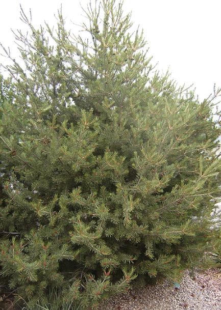 Colorado Pinyon Tree